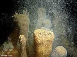 Female pillar coral colonies release eggs into the water column.