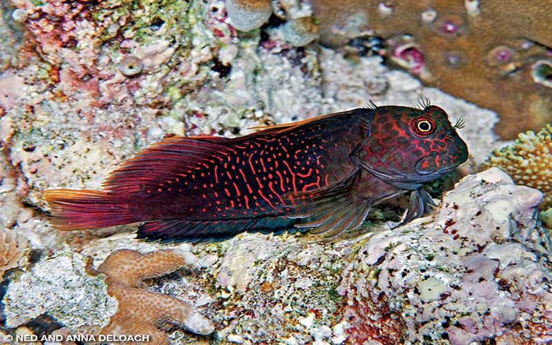 A male red-streaked blenny displays its normal color pattern.