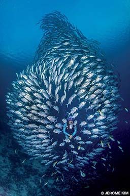 A diver swims in the middle of a school of jacks
