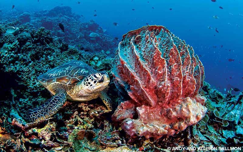 A sea turtle swims about a coral reef