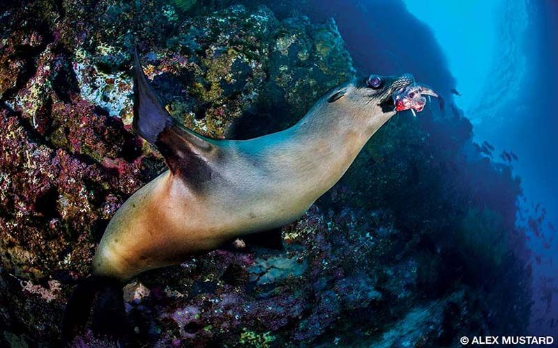 A seal swims about the Galapagos with a batfish in its mouth