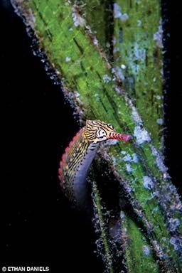 A spotted yellow pipefish wraps itself around grass