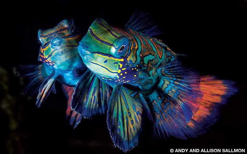Two rainbow mandarinfish mate at night