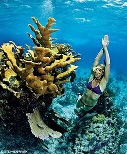 A woman in a purple bikini breath-hold dives near coral