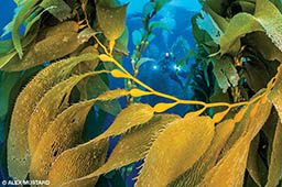 A yellow kelp forest and a diver is in the background