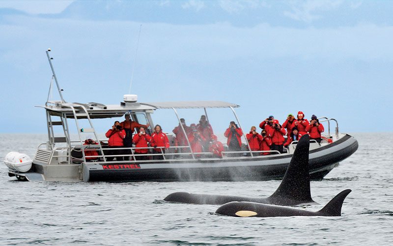 Group of whale watchers in red coats stand on a boat and take photos of an orca