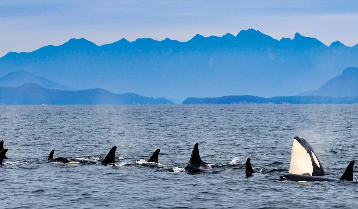 Many orca whales poke their fins out of the water and one pokes its head out