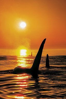 The fins of several orca whales stick out of the water at twilight