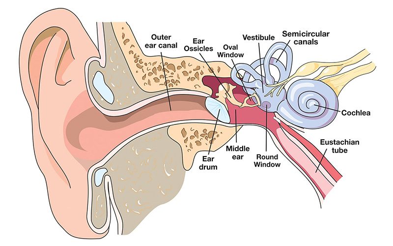 An illustration demonstrating the inside of the human ear