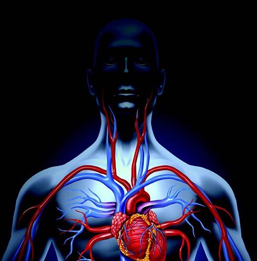 Illustration of the human heart and upper cardiovascular system