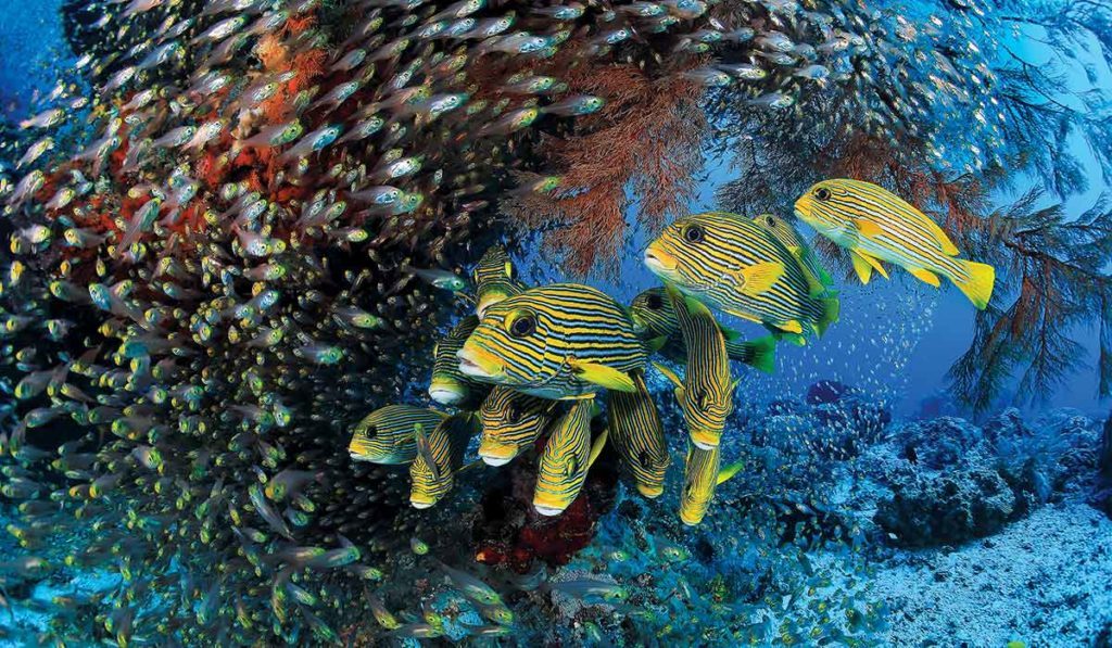 A giant school of yellow fish swarm the camera