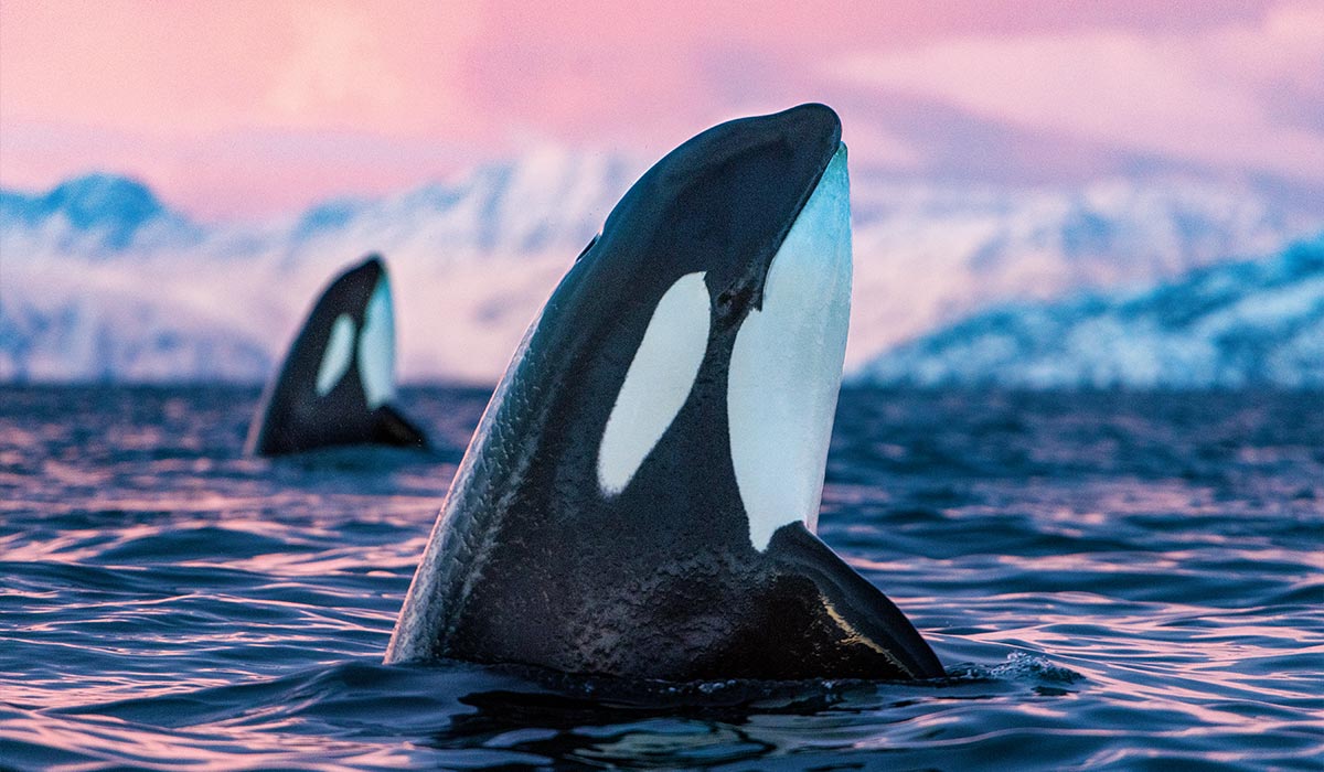 Two orca whales pop out of the water at sunset