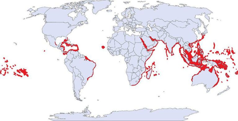 Fire Coral - Divers Alert Network