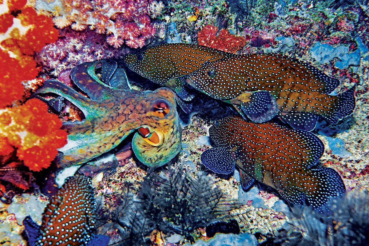 Octopus and peacock groupers