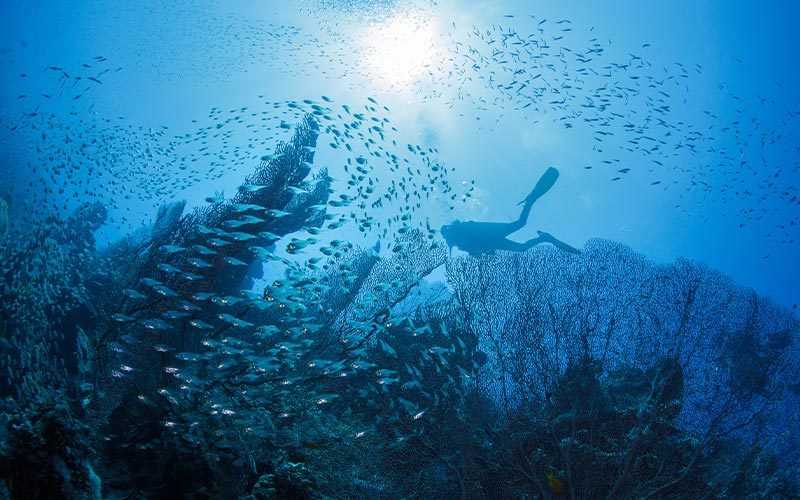 Diver swims at twilight above reef