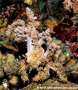 A 4-inch decorator crab hides in plain sight.