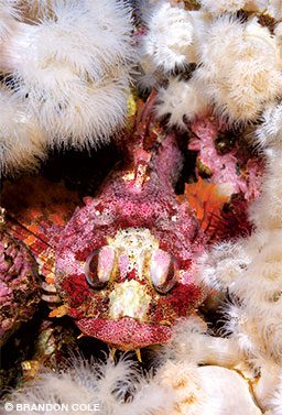 A Red Irish lord is surrounded by plumose anemones.
