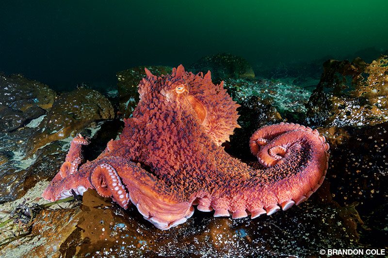 A giant Pacific octopus moves across a kelp-covered bottom.