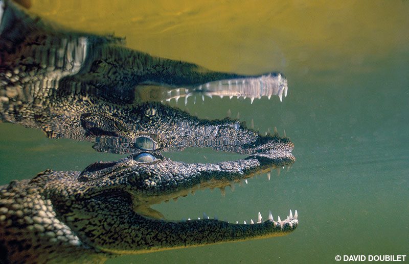 Las fauces de un joven cocodrilo del Nilo se reflejan en la superficie mientras el animal descansa en las tranquilas aguas del canal de Nxamasere en el delta del Okavango en Botsuana.