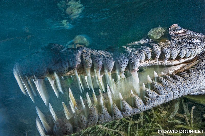 Un cocodrilo se estira y bosteza durante un momento de descanso, exponiendo así un juego de dientes que llama la atención antes de acomodarse sobe los suaves pastos marinos para dormir.