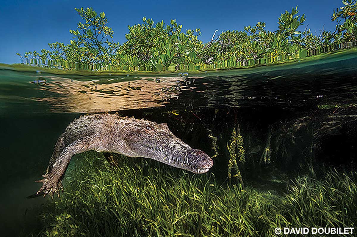 An American crocodile rests midwater above a seagrass bed