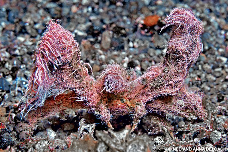 Tras ser descubierto en la arena, un cangrejo decorador cubierto de algas hace todo lo posible para verse grande, malo e intimidante.