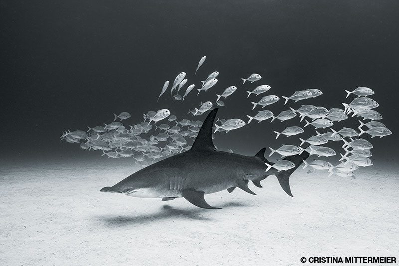 Bahamas great hammerhead barrels through a small school of jacks just to watch them scatter.