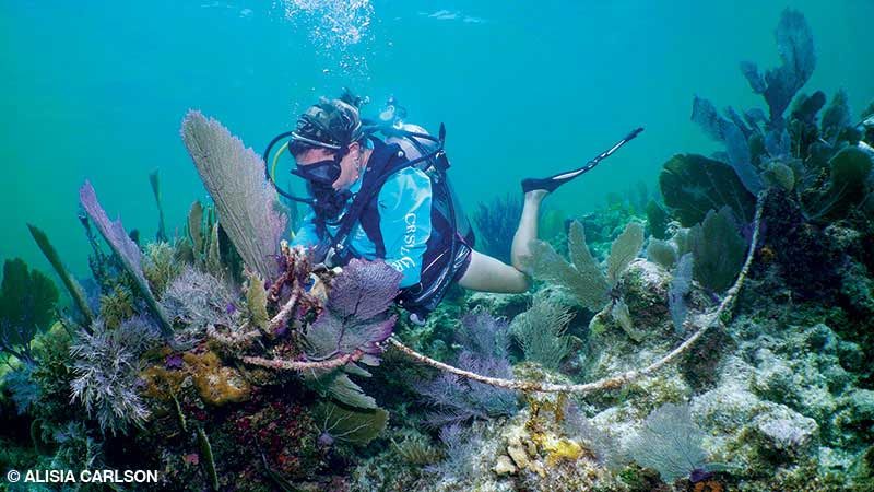 A volunteer diver removes underwater marine debris in the Florida Keys.