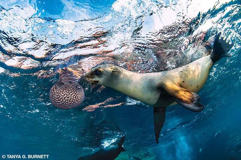 A California sea lion inspects a guineafowl puffer near the surface