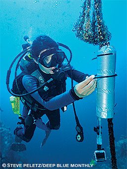 A diver sets an acoustic receiver at Cocos Island to track tagged sharks.