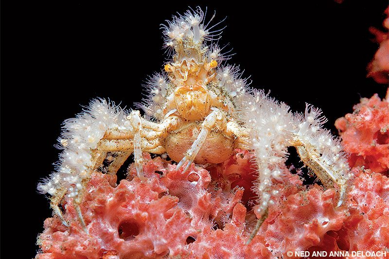 A decorator crab is perched among red hydroids.