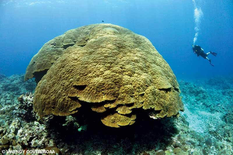 One of the world's largest corals is 21 feet tall with a circumference of 134 feet.