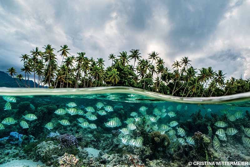 An over/under photo showing palm trees topside and a colorful reef and fishes below.