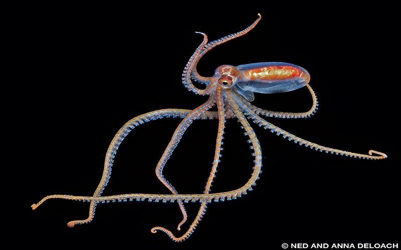 An Atlantic longarm octopus is photographed in Bonaire.
