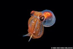 A tiny larvae of an unidentified octopus species is photographed in Bonaire.