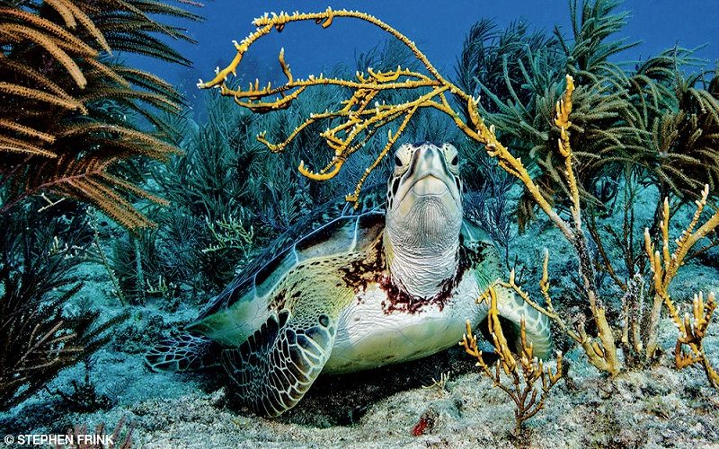 A majestic sea turtle is loved by all humans.