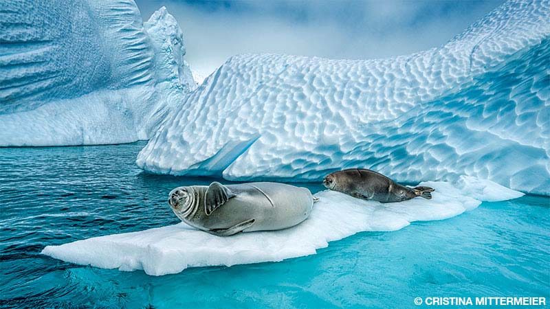 A pair of crabeater seals rest on a bed of ice under the Antarctic sun.