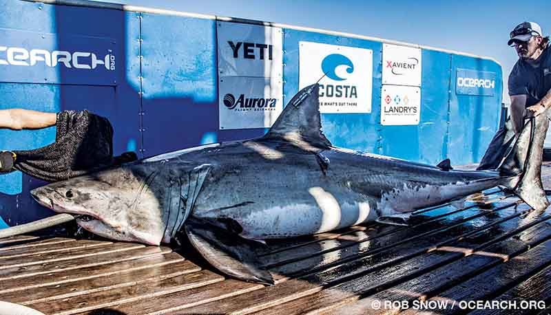 A very pretty shark is out of water and getting tagged to better track her movements.