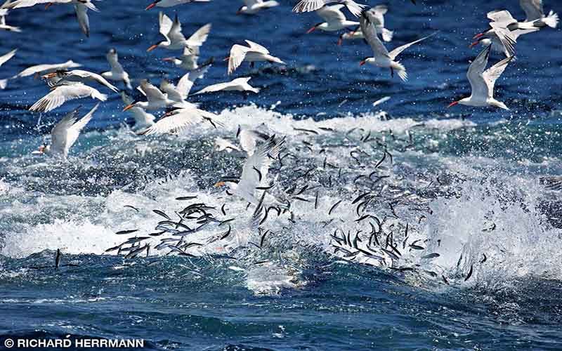 A group of birds attack some fish in the ocean. 