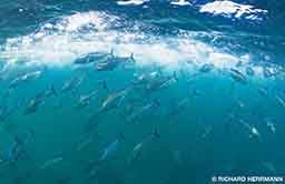 A school of tuna splashes about the water. 