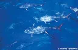 Tuna are warm-blooded, open-sea hunters that must stay in motion their entire lives