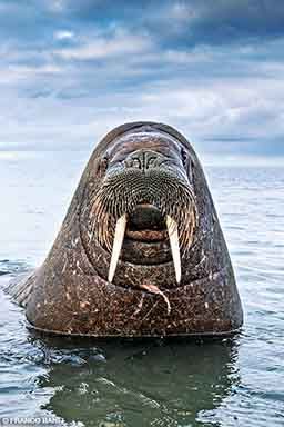 One majestic walrus poses for the camera. The walrus has a brilliant mustache.