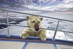 A polar bear peeks his cute little head through the bars of a vessel. 