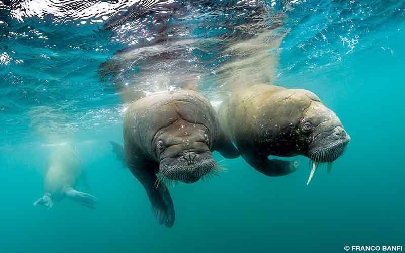 Three walruses can be seen swimming underwater majestically.