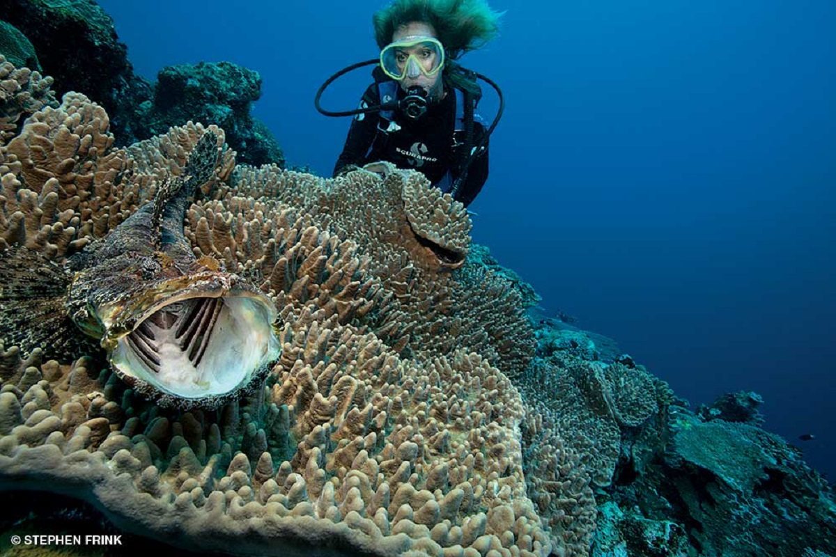 A female diver explores a coral reef