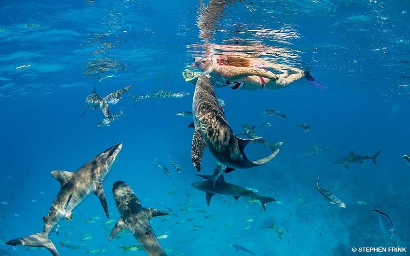 A woman snorkels with sharks.