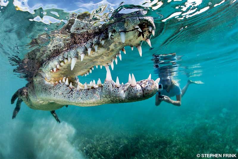 Female snorkeler photographs a wide-mouthed crocodile, with the croc appearing larger than normal because of perspective distortion.