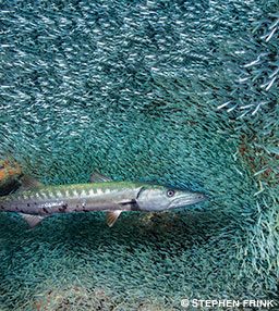 A barracuda swims through a mass of silvery fish.
