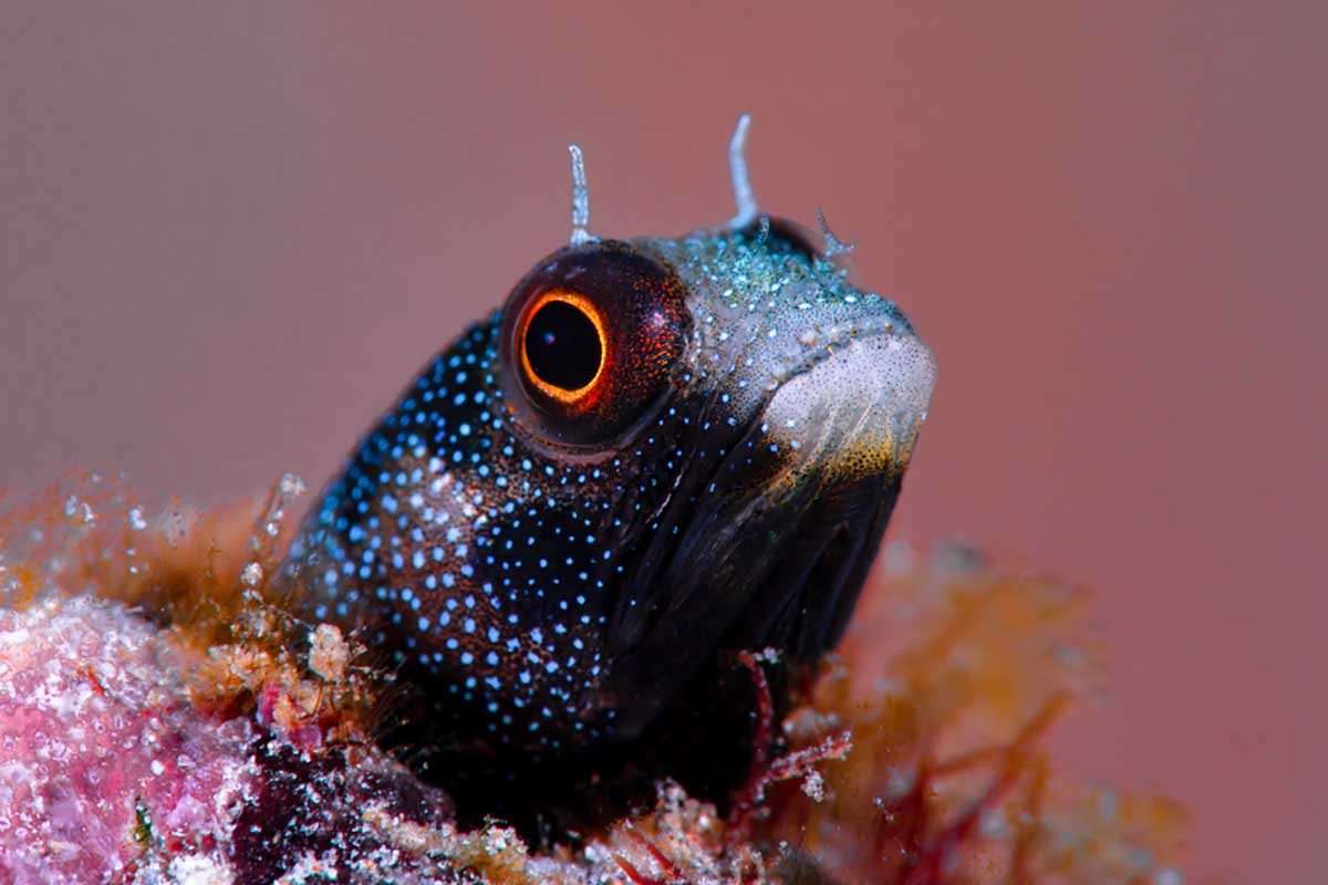 blenny