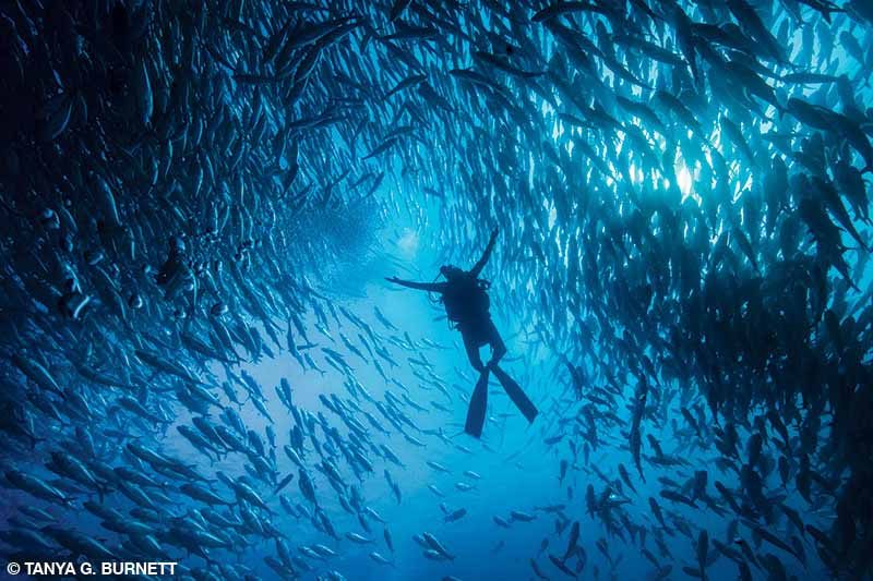 A diver is astounded by the sheer size of the school of bigeye jacks at Cabo Pulmo.